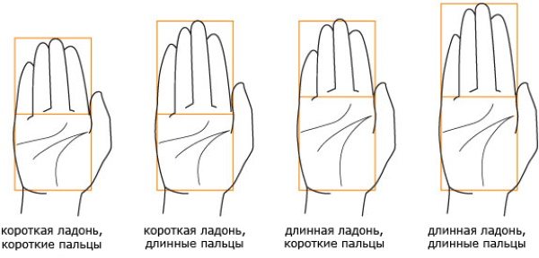 Anatomy of hands for drawing beginners step by step. Construction in full
