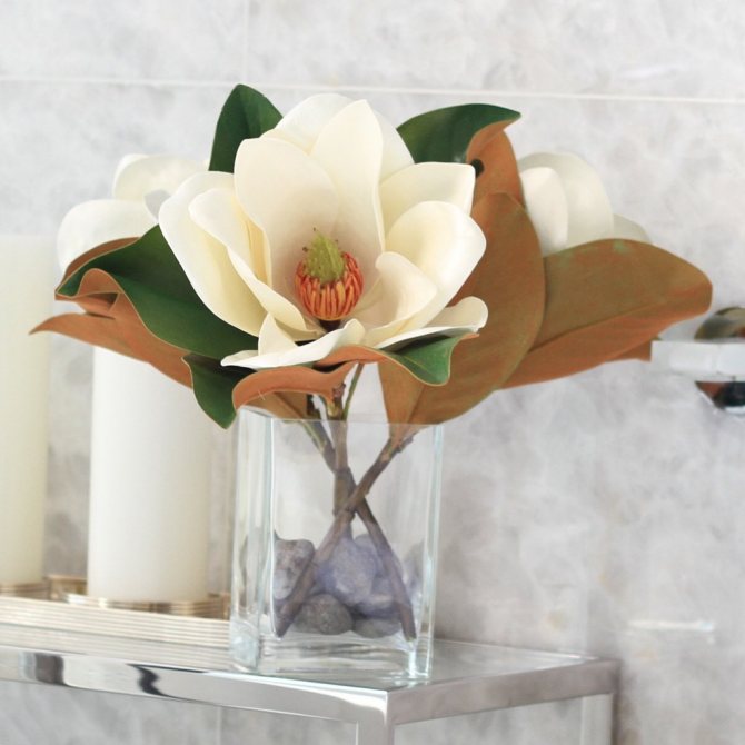 White magnolia a symbol of prosperity.