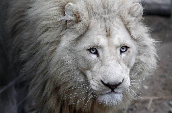 White lion-animal-description-of-life-species-and-environment-of-white lion-7