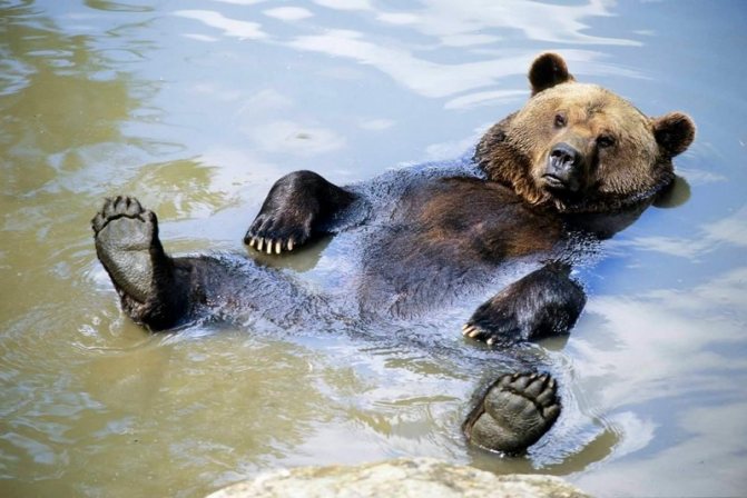 The brown bear not only can swim, but loves to.