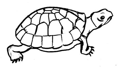 Turtle drawing 13