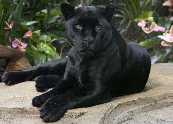 Black panther-description of lifestyle and habitat features-10
