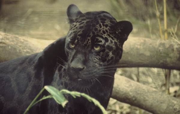 Black panther-description of lifestyle and habitat-14