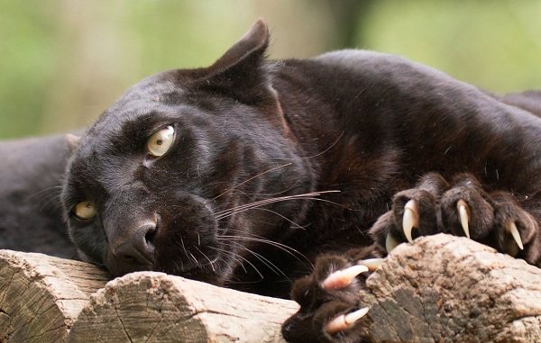 Black panther-description-lifestyle and habitat-17