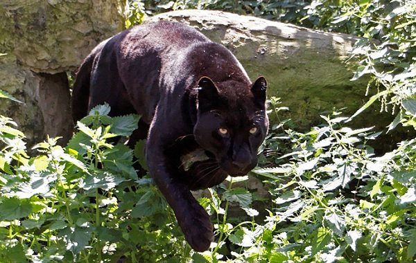 Black Panther-Description of Lifestyle and Habitat-18