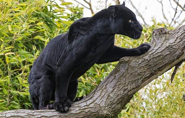 Black panther-Description of lifestyle and habitat-6