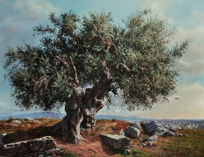 what the olive tree means