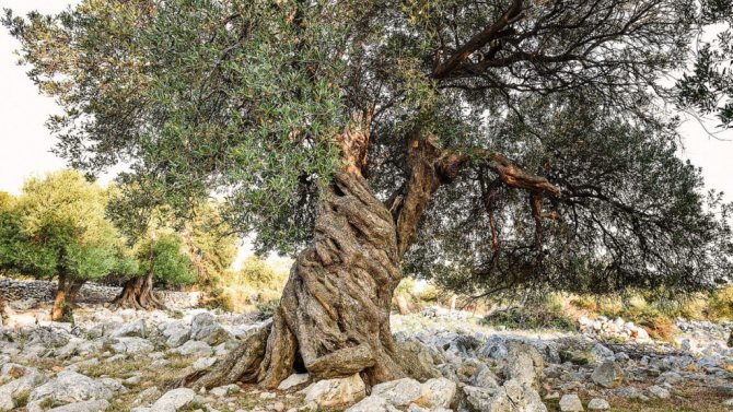 what the olive tree symbolizes