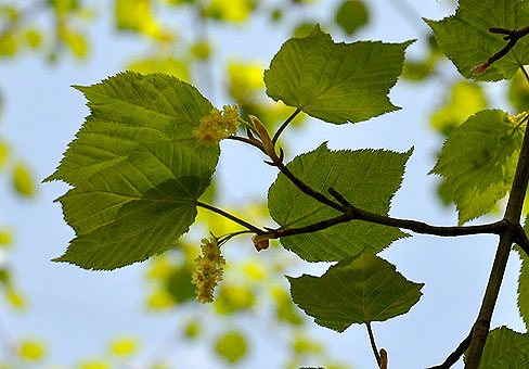 Green maple blossoms