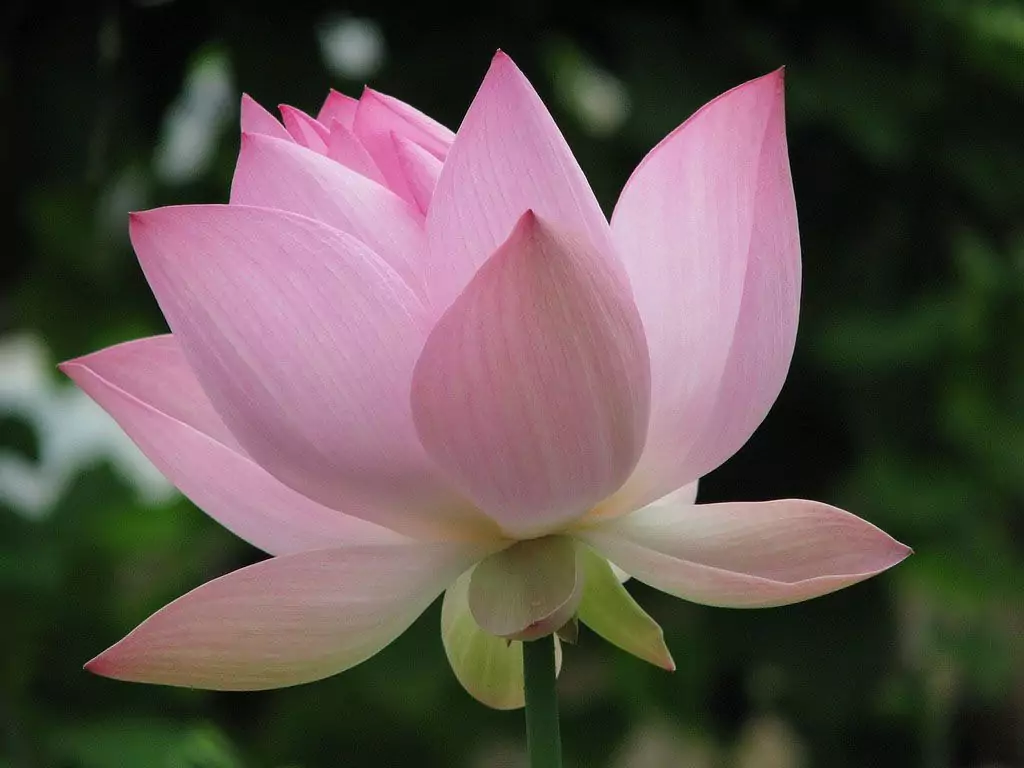 Lotus flower pictures