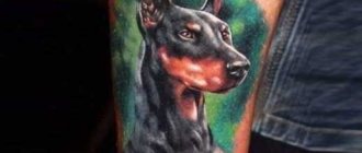 Doberman tattoo on his arm