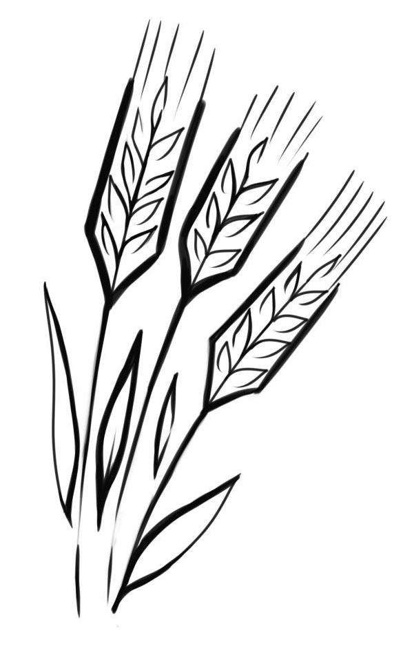 More ways to draw wheat
