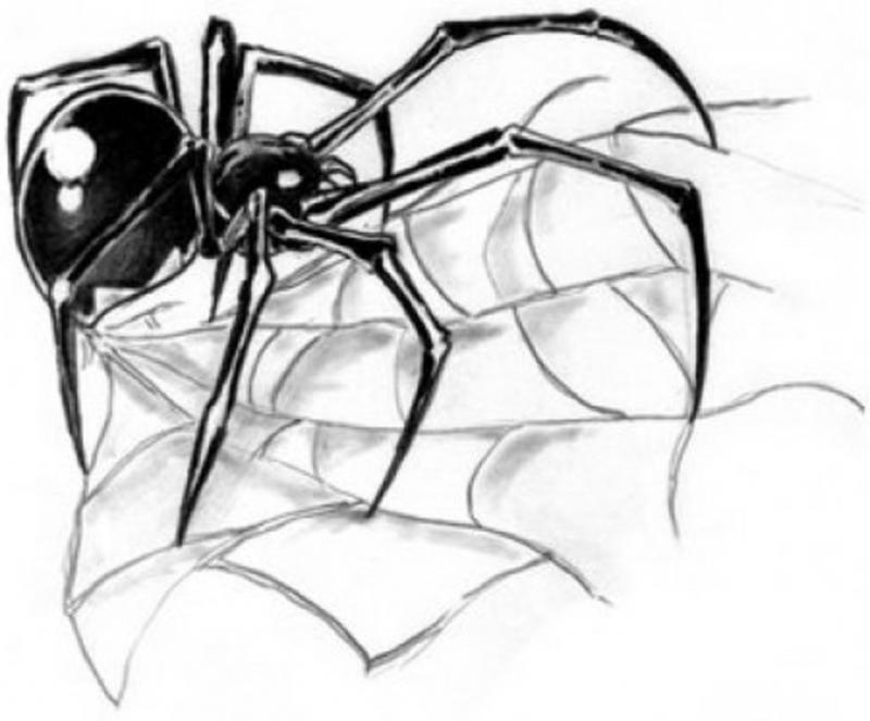 Sketch for a male tattoo in the form of a spider with a web