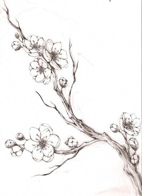 Sketch for a cherry blossom tattoo which can be used as a full back piece