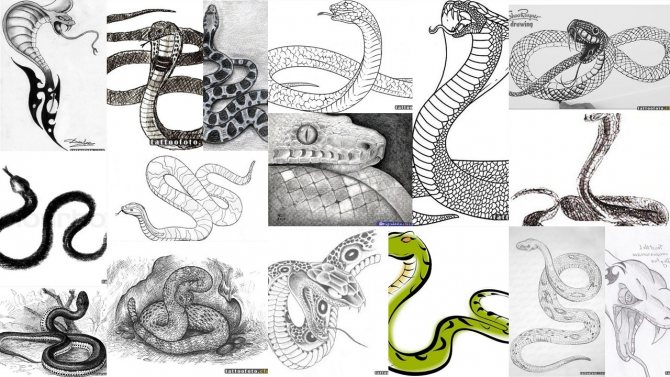 Sketch: a wriggling snake