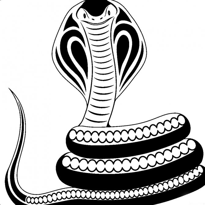 Sketch of a cobra