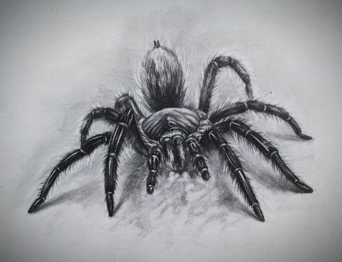 Sketch Three-dimensional spider