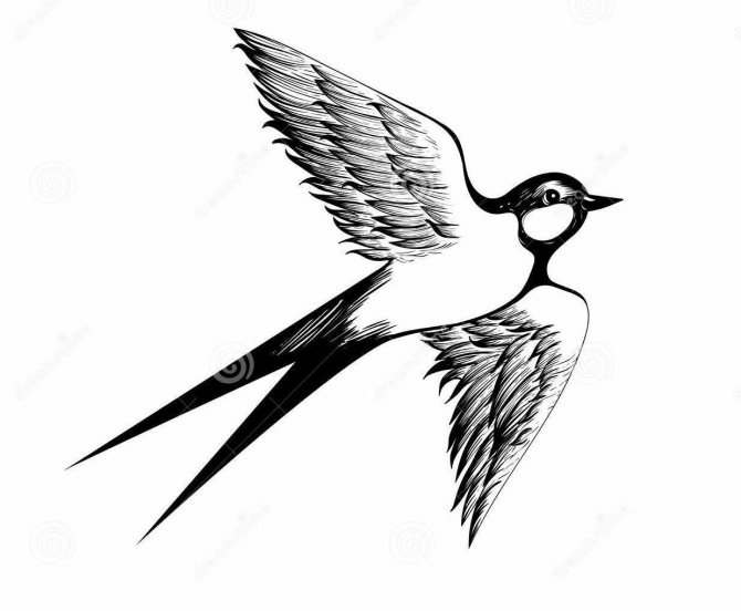 Tattoo of a swallow in flight