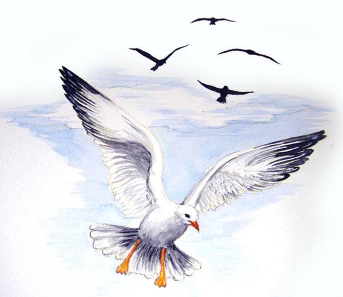 Sketch of a tattoo with a seagull