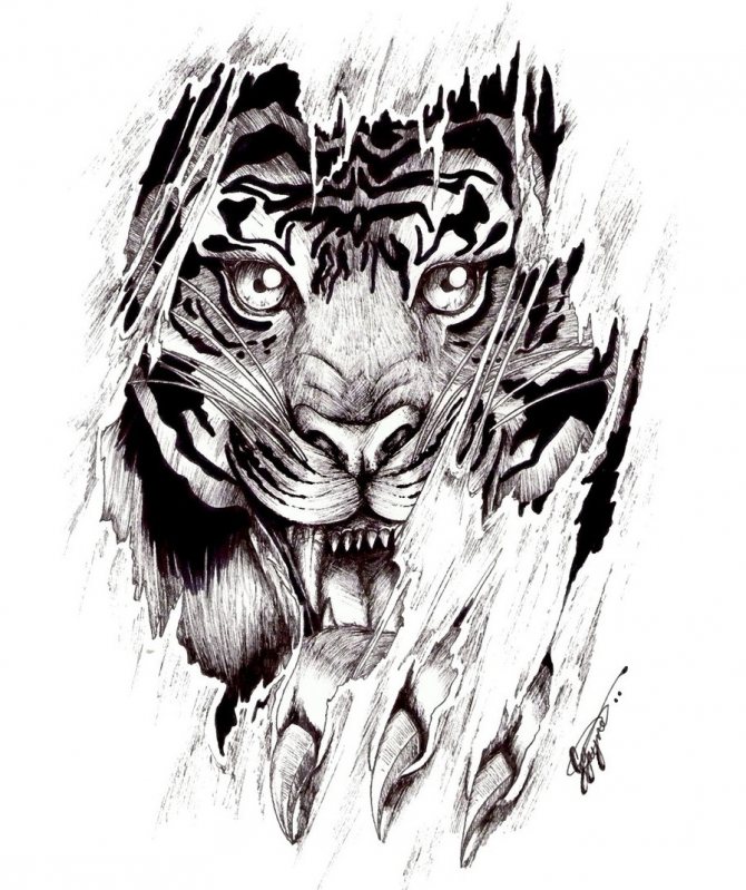 Sketch of a tattoo with a tiger