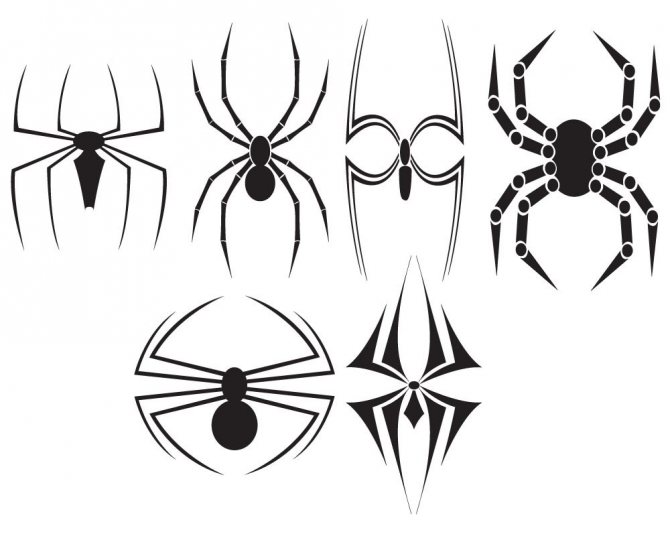 Sketches for tattoo spider