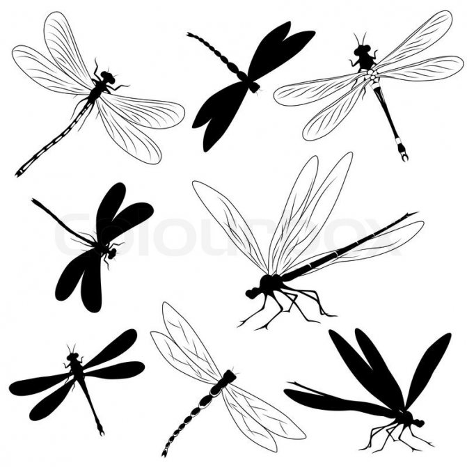 Sketches for tattoo dragonfly