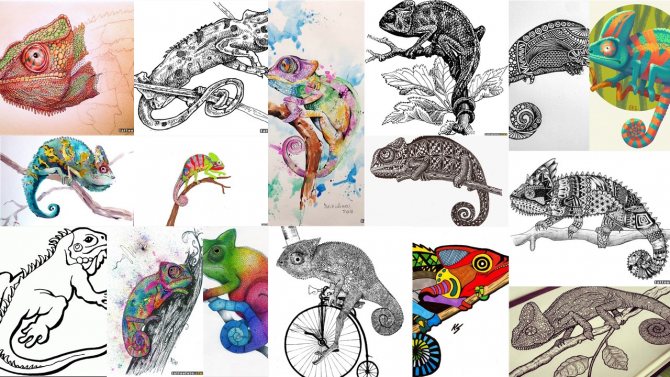 chameleon tattoo sketches
