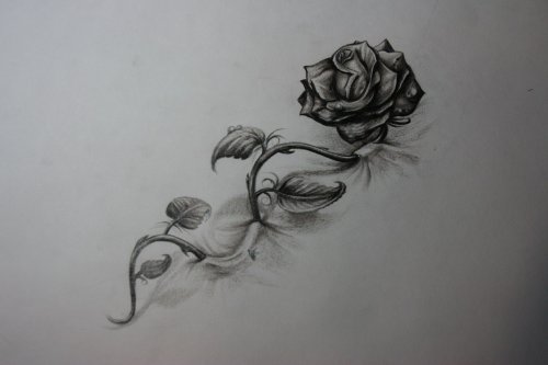 Sketches of a rose tattoo on a leg with a crooked stem