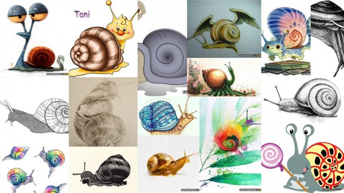 snail tattoo sketches