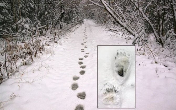 If there is no snow on the tracks it means that a bear is somewhere near.