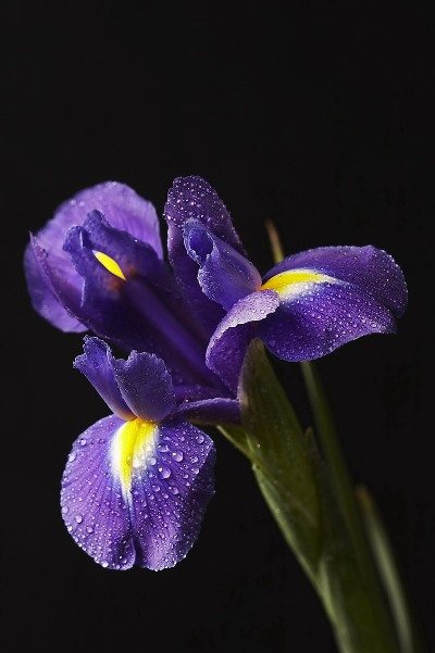violet (400x601, 43Kb)