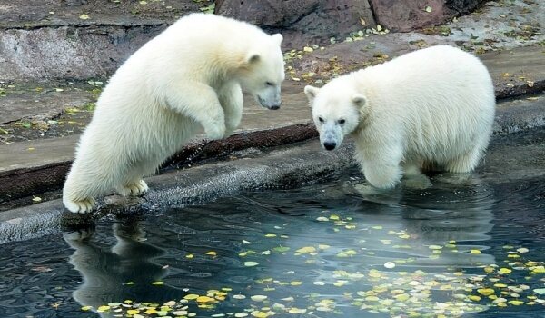Foto: Ursul polar din Cartea Roșie