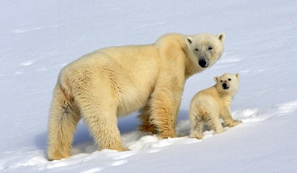 Foto: Libro dei dati rossi dell'orso polare siberiano