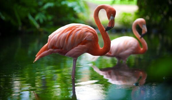 Photo: Large Flamingo