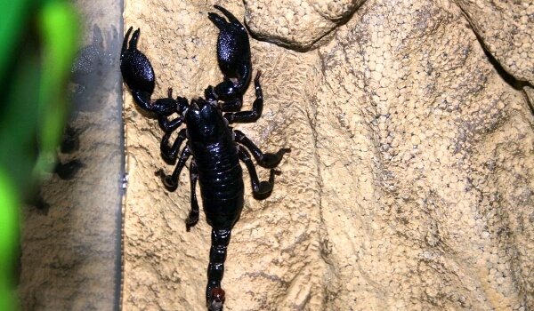Foto: Scorpionul Imperial Negru