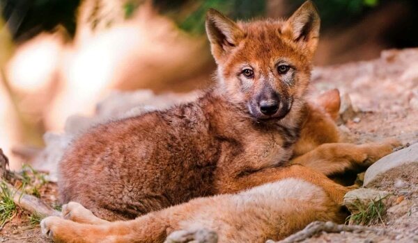 Photo: Red wolf cub