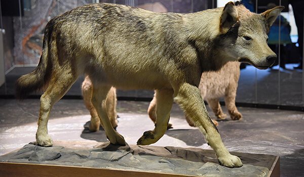 Photo: What does the dire wolf look like