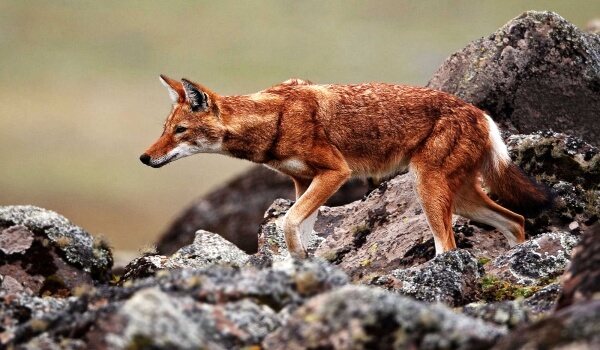 Photo: Red wolf
