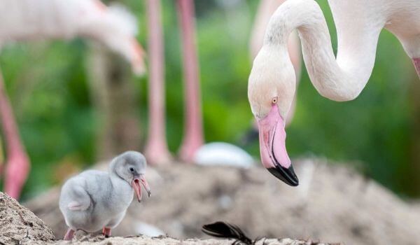 Photo: Flamingo bird