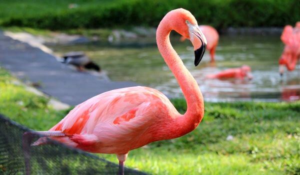 Photo: Flamingo Bird