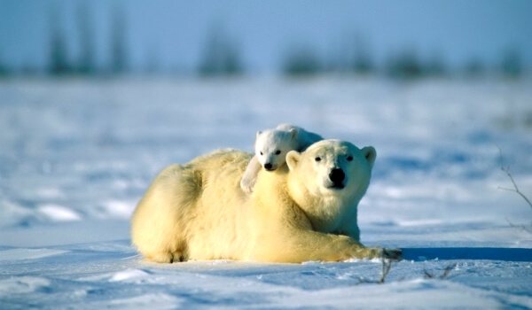 Foto: Ursul polar siberian