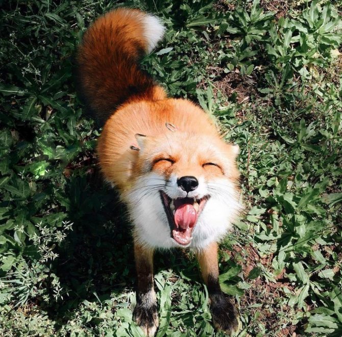Photo symbol of a fox