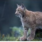 Photos of lynx