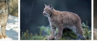 Pictures of bobcats