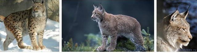 Pictures of lynx