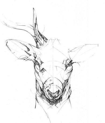 deer head pencil drawing