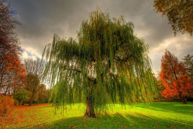 willow (700x468, 209Kb)