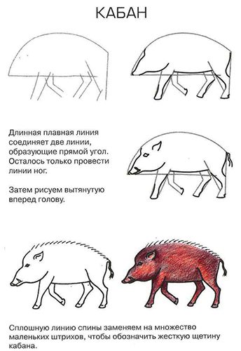 Boar drawing for children in pencil, paint