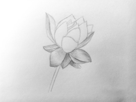 Come disegnare un fiore con la matita? Una lezione passo dopo passo. Passo 10. Ritratti a matita - Fenlin.ru