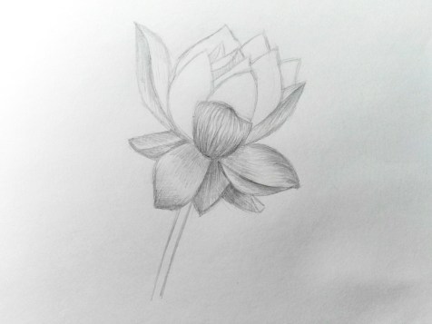 Come disegnare un fiore con la matita? Una lezione passo dopo passo. Passo 11. Ritratti a matita - Fenlin.ru